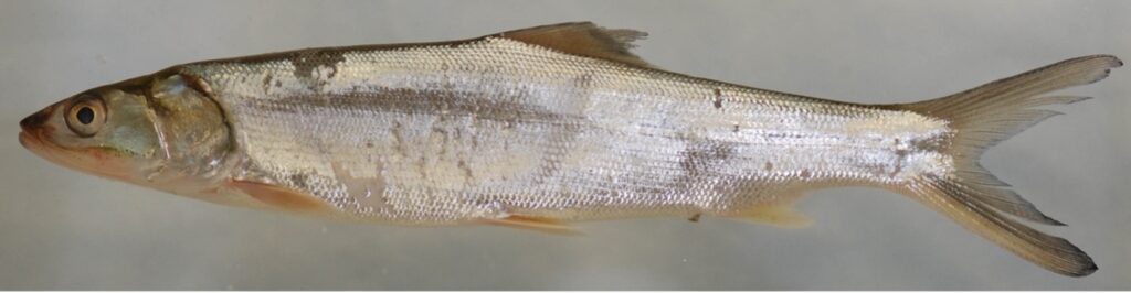 A photo of a ladyfish from the Smithsonian research center showing scales.